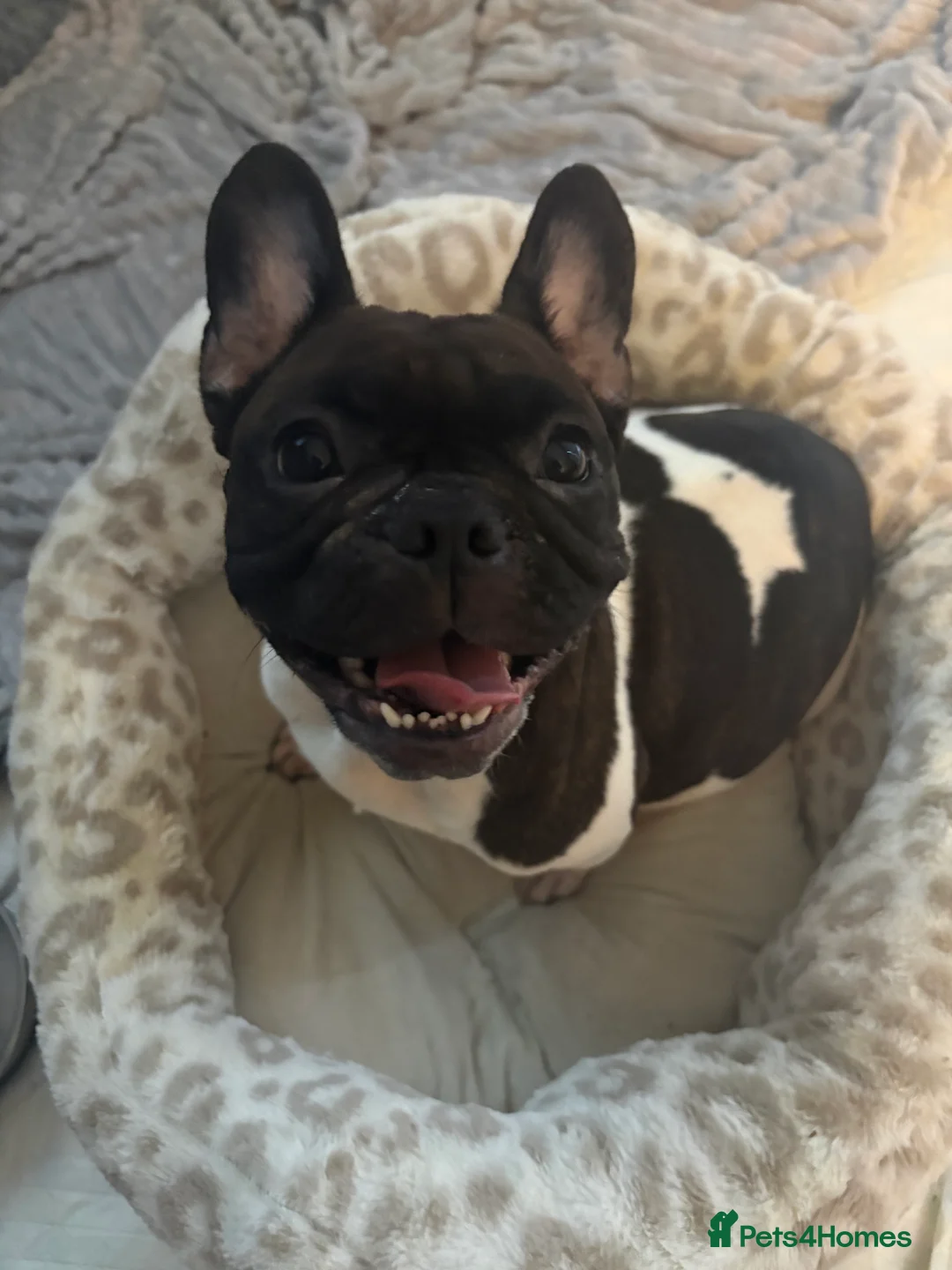 Mixed Breed dogs for sale: Frenglish puppy  in Tonypandy - Advert 2