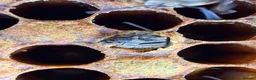 Mixed Breed invertebrates for sale: 6 Frame Overwintered National Nucleus of Bees 2027 - Advert 10
