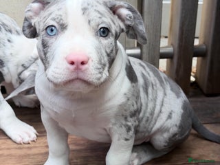 American Bully dogs Abkc Pocket Bully X Abkc classic Bully puppies - Advert 3