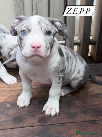 American Bully dogs Abkc Pocket Bully X Abkc classic Bully puppies - Advert 1