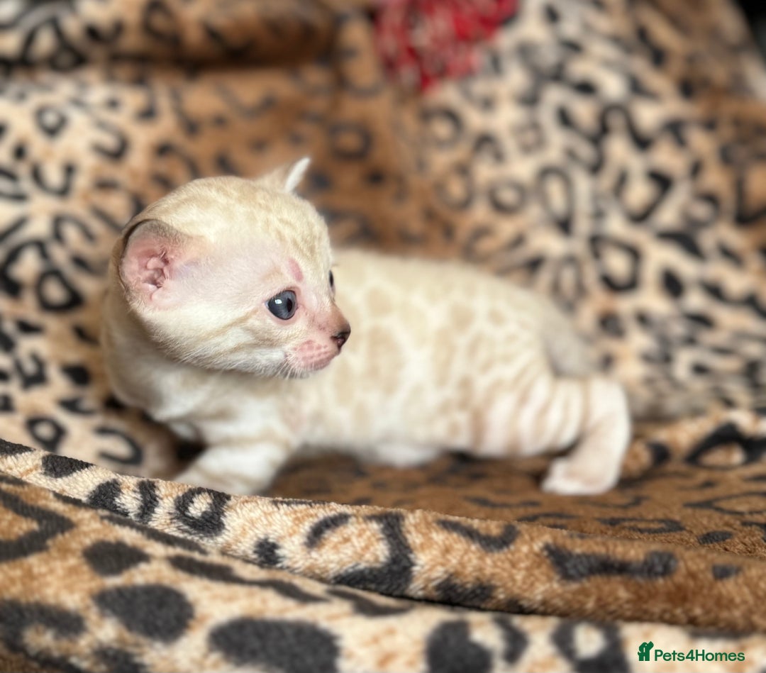 Bengal cats for sale: Outstanding Bengal kittens European Champion sire! - Image 12