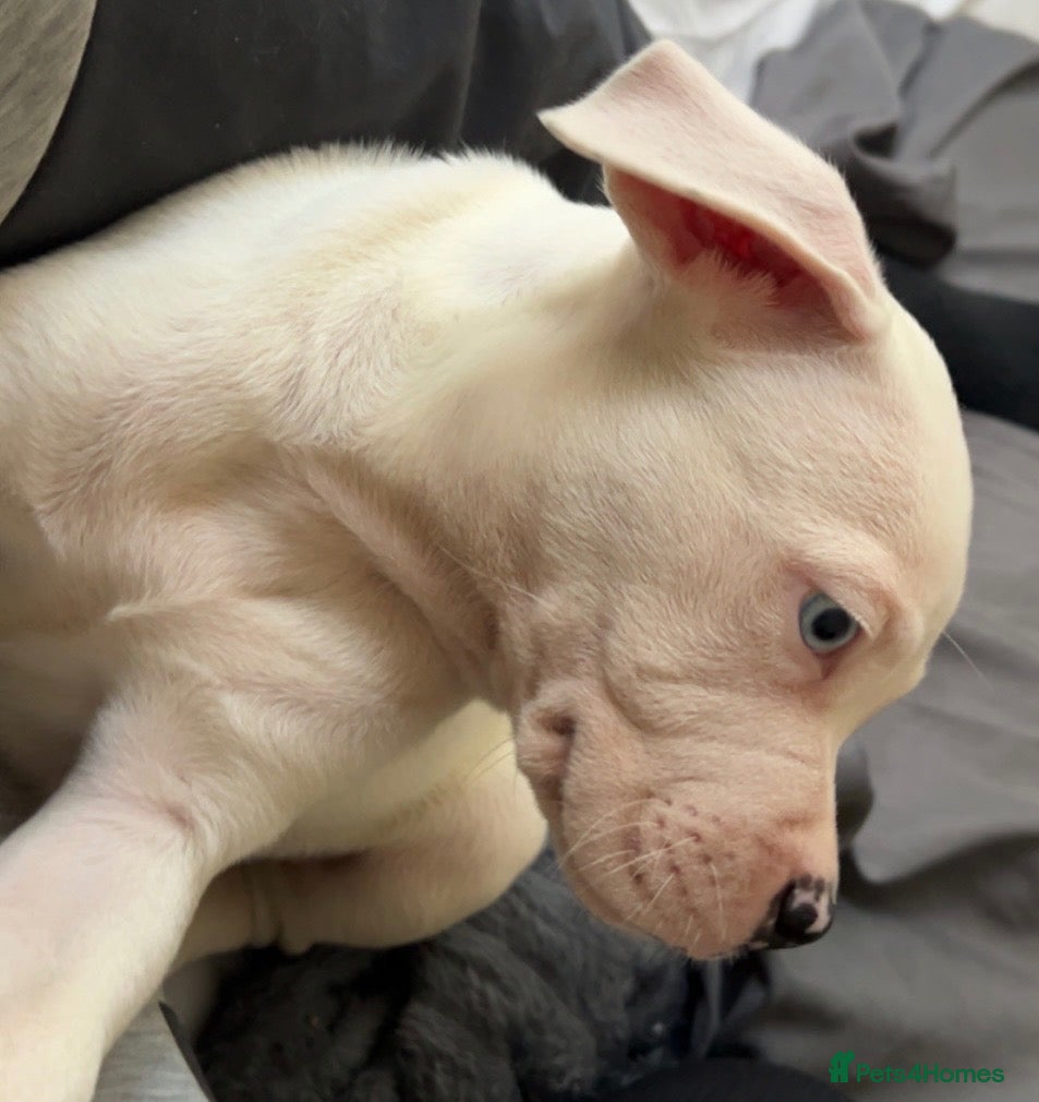 Mixed Breed dogs Pocket bully pup ready to leave  - Advert 1
