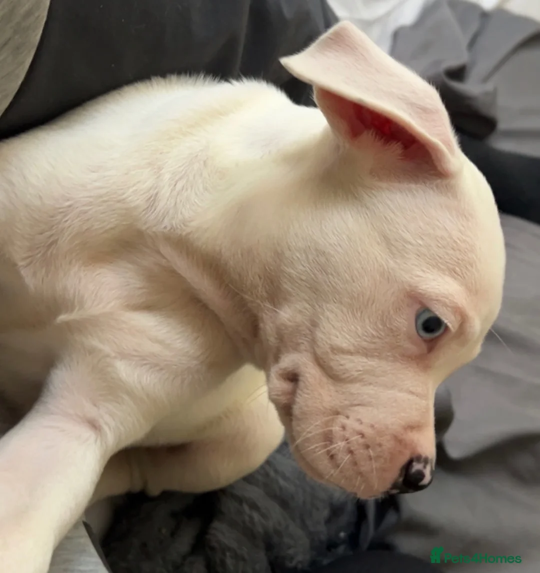 Mixed Breed dogs for sale: Pocket bully pup ready to leave  in London - Advert 1