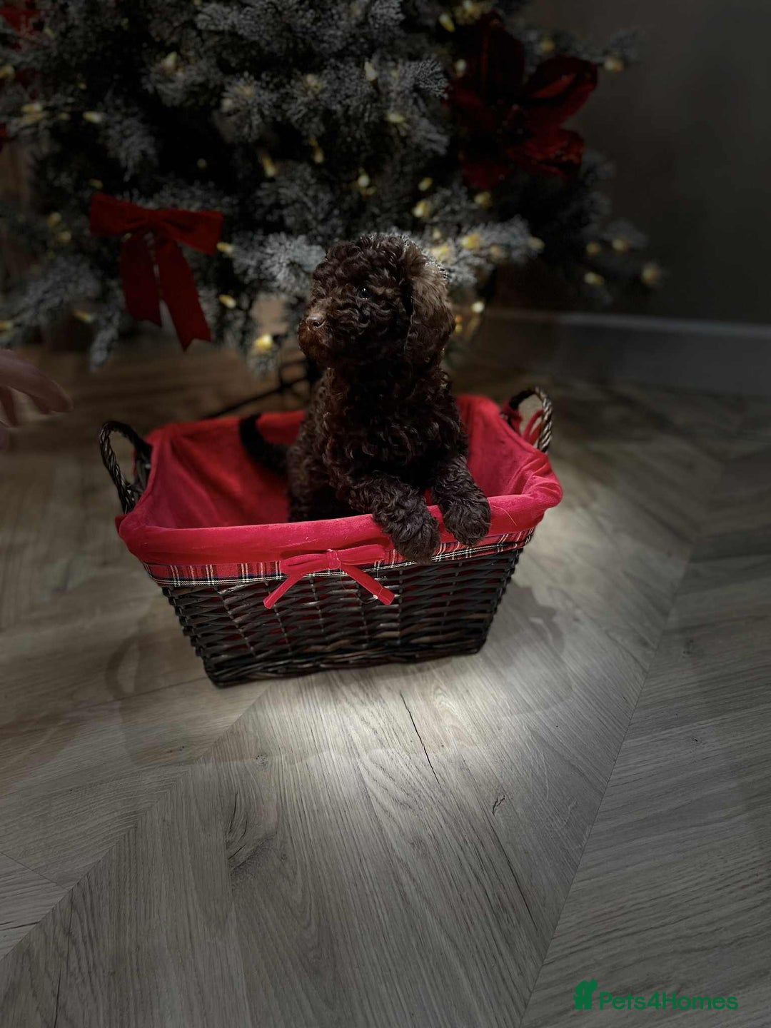 Mini Goldendoodle dogs for sale: LAST 2❗️Miniature goldenoodle pups ready now🏡🌟  - Advert 32