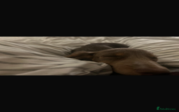 Miniature Dachshund dogs for sale: Miniature Long haired Dachshund Lilac and Tan - Image 5