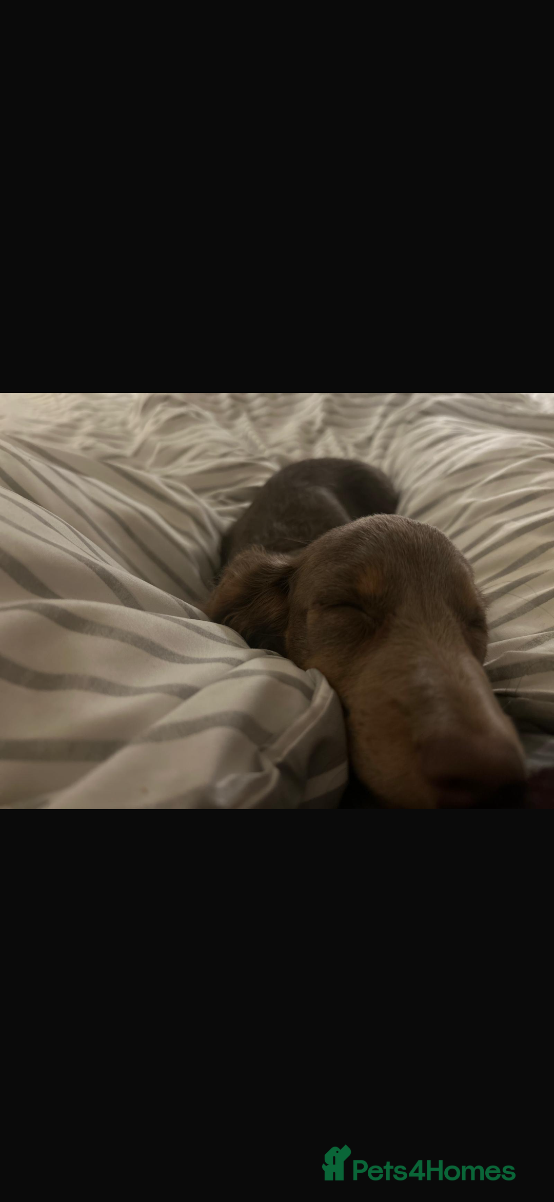 Miniature Dachshund dogs for sale: Miniature Long haired Dachshund Lilac and Tan - Image 5