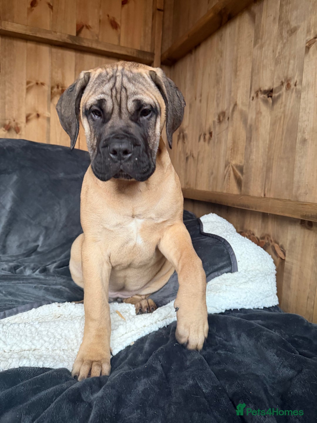 Bullmastiff dogs for sale: Bullmastiff - Advert 5