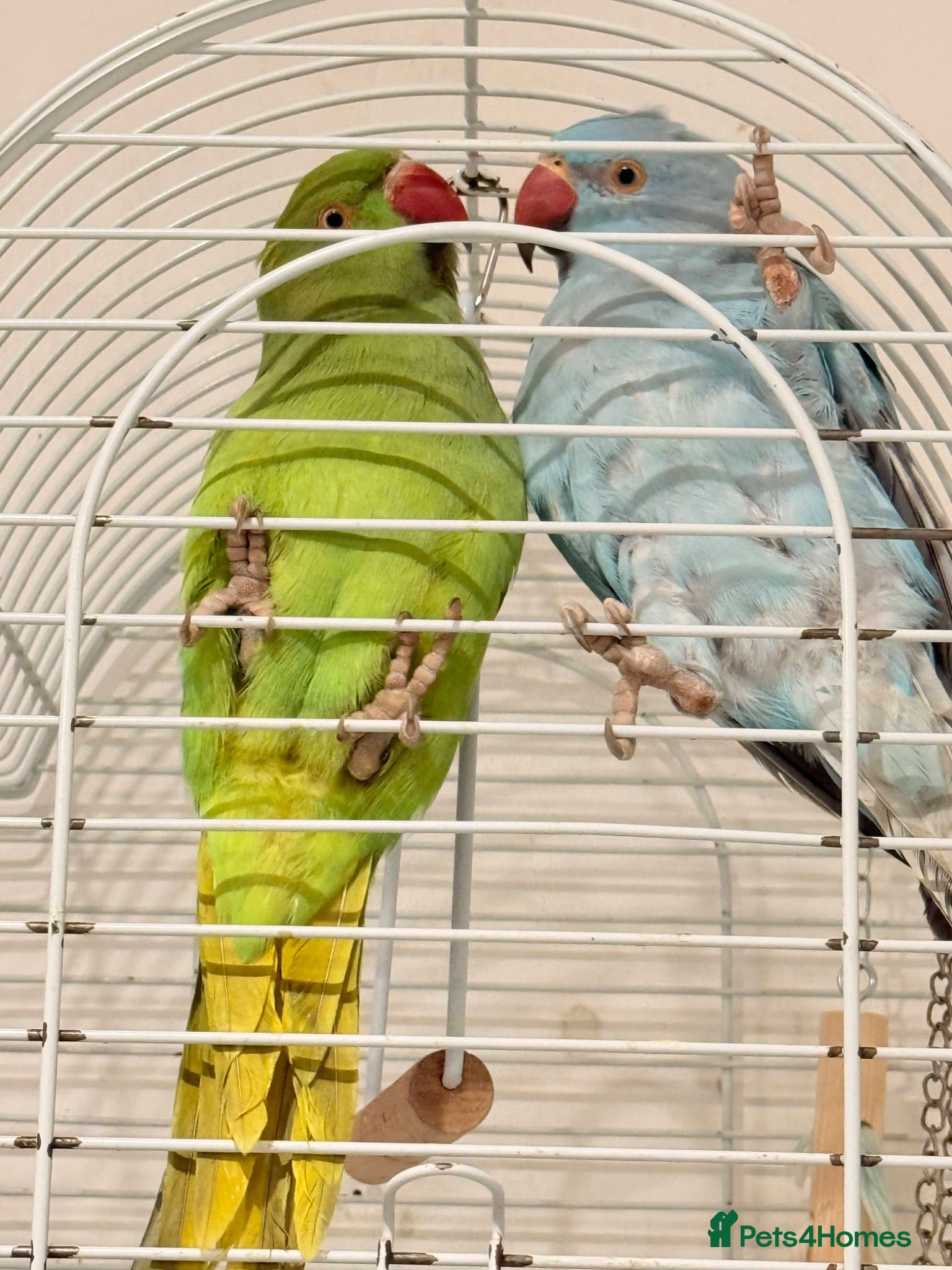 Ringnecks birds Indian ring neck tamed birds. - Advert 1