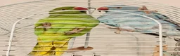 Ringnecks birds for sale: Indian ring neck tamed birds. - Advert 1