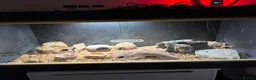 Leopard Gecko reptiles for sale: Leopard gecko  - Advert 6