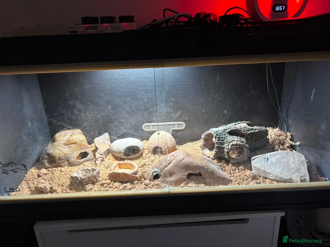 Leopard Gecko reptiles for sale: Leopard gecko  - Advert 6