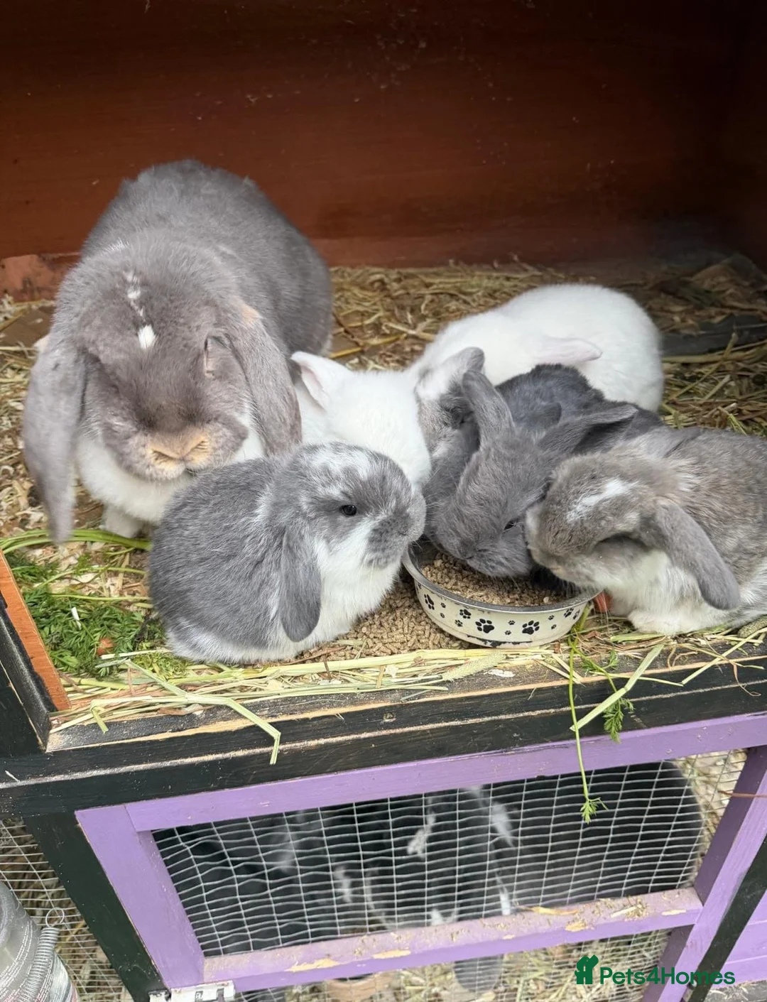 French Lop rabbits for sale: French lops  - Advert 13