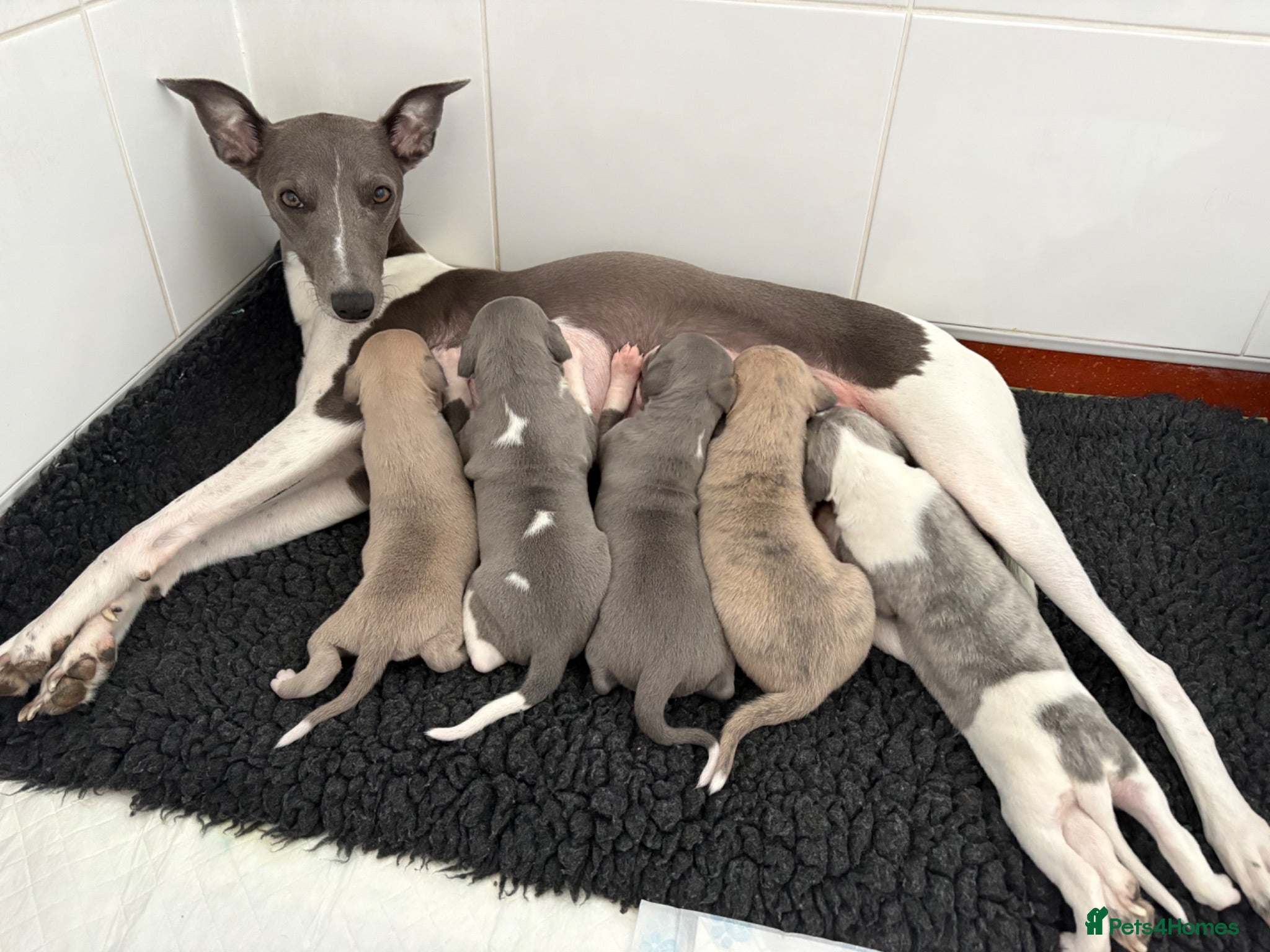 Whippet dogs Exceptional bred whippets for sale  - Advert 1