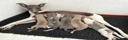 Whippet dogs for sale: Exceptional bred whippets for sale  in Stafford - Advert 1