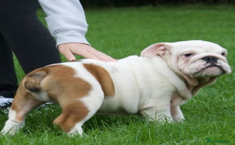 English Bulldog dogs - Advert 15