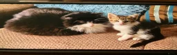 Mixed Breed cats for sale: Adorable tabby girl needs loving home in Newark - Advert 2