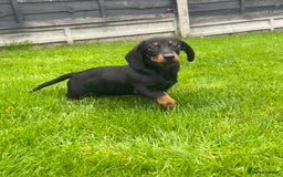 Miniature Dachshund dogs for sale: Miniature Dachshund Boys and Girls - Image 7