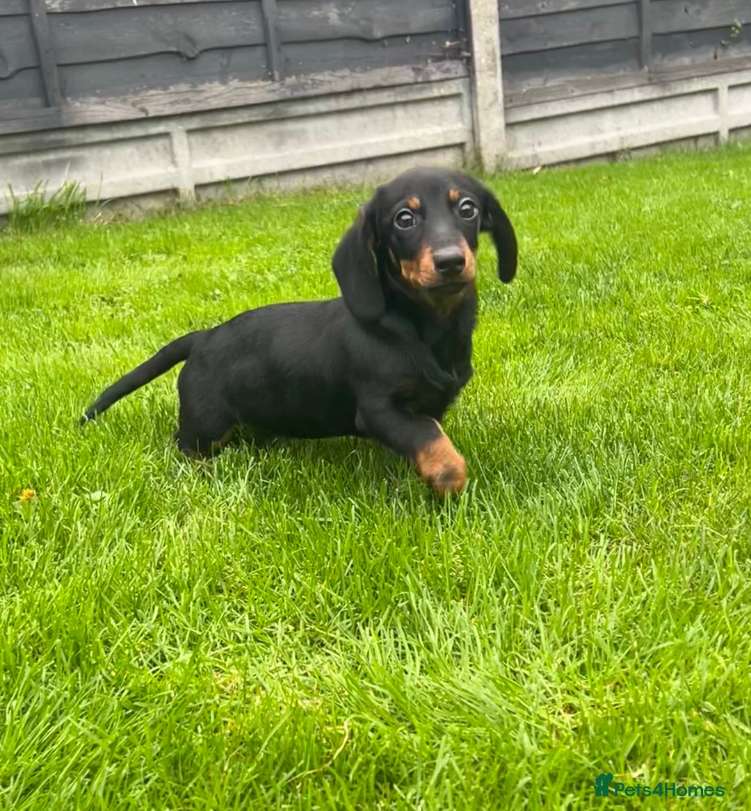 Miniature Dachshund dogs for sale: Miniature Dachshund Boys and Girls - Image 7