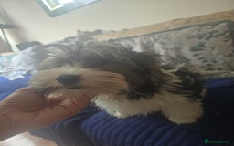 Yorkshire Terrier dogs for sale: Cute boy 🐾 ready 🐾  in London - Image 3