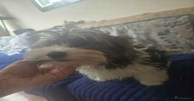 Yorkshire Terrier dogs in London - Advert 1