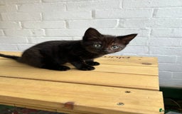 British Longhair cats for sale: Ready to home🤍 3 Black Tabby & 2 Multicoloured - Image 16