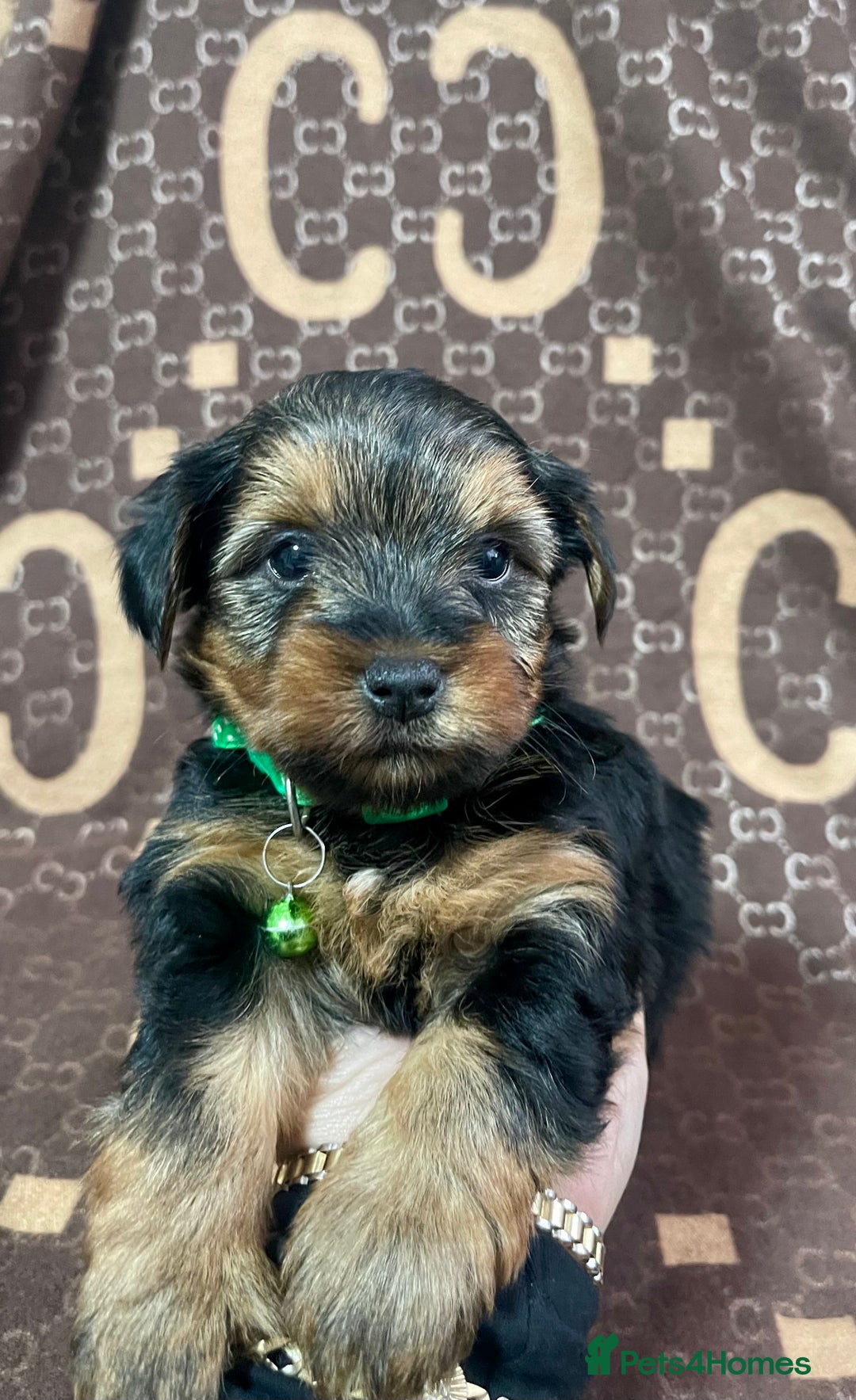 Yorkshire Terrier dogs for sale: Beautiful Yorkshire Terrier Puppies  - Advert 10