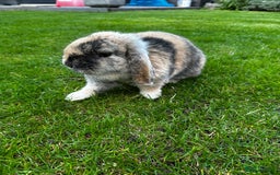 Mini Lop rabbits for sale: Bonded Rabbits For Sale - Image 3