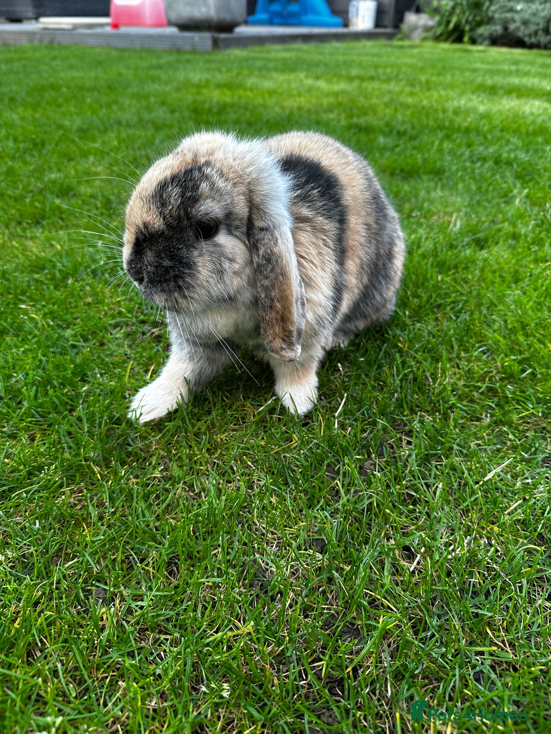 Mini Lop rabbits for sale: Bonded Rabbits For Sale - Image 3