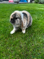 Mini Lop rabbits - Advert 8