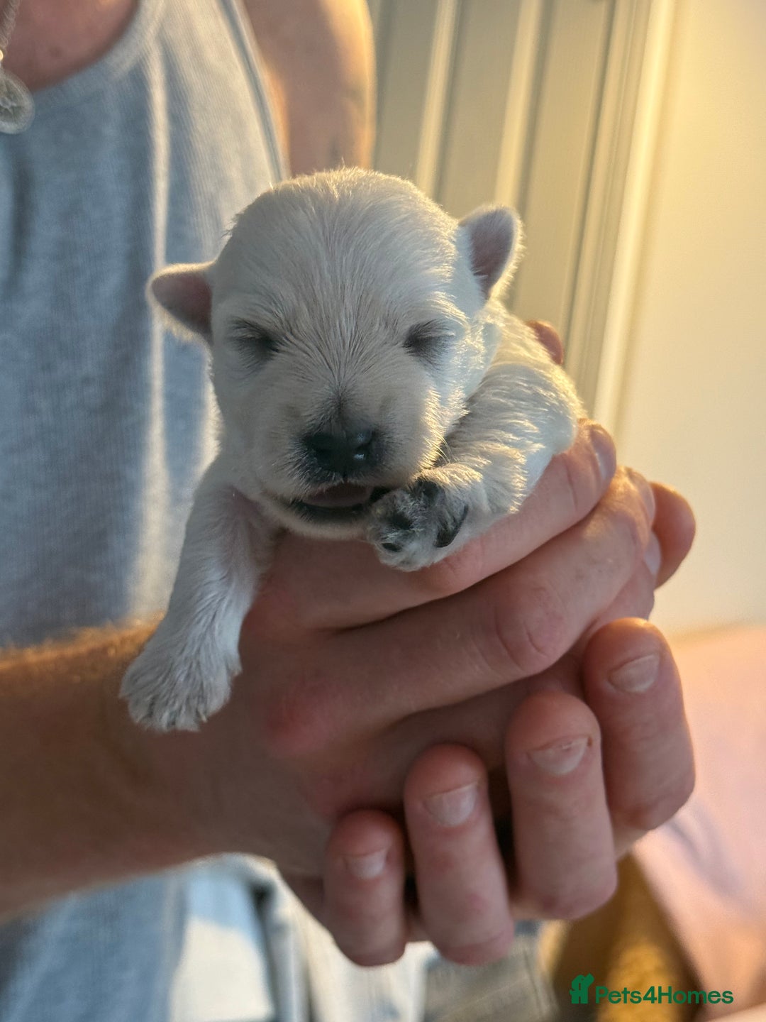West Highland Terrier dogs for sale: West Highland Terrier Puppies for Loving Homes - Image 29