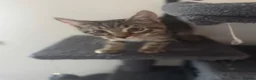 American Shorthair cats for sale: Ginger & tabby male for sale please read descripti - Advert 7