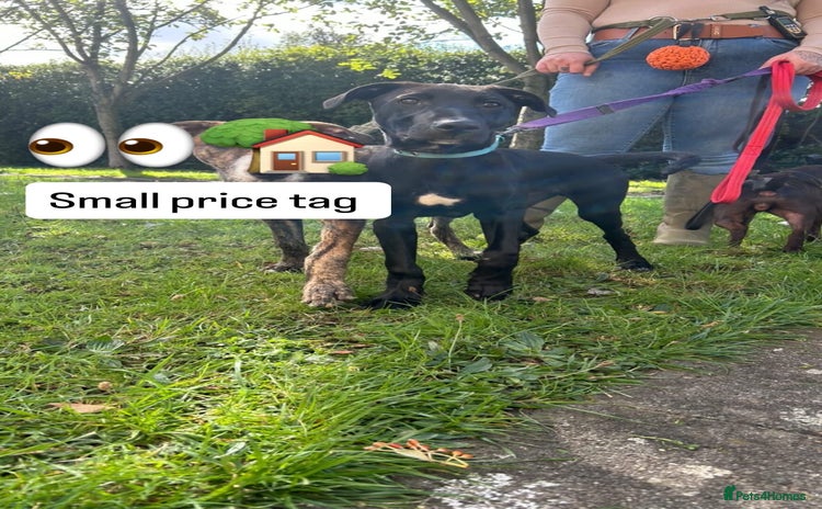 Mixed Breed dogs - Advert 6