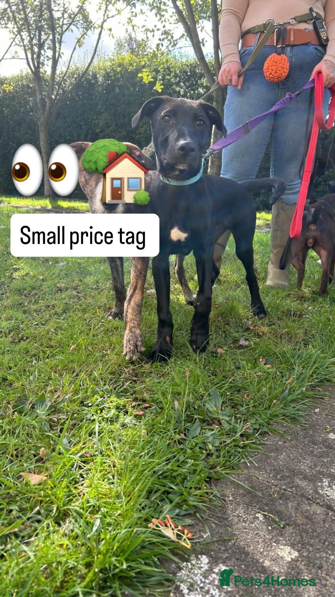 Mixed Breed dogs for sale: Collie grey x Wheaton bull - Image 1