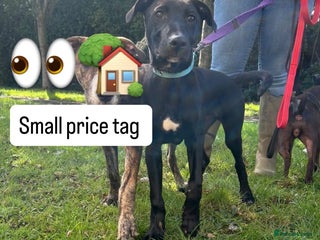 Mixed Breed dogs - Advert 28