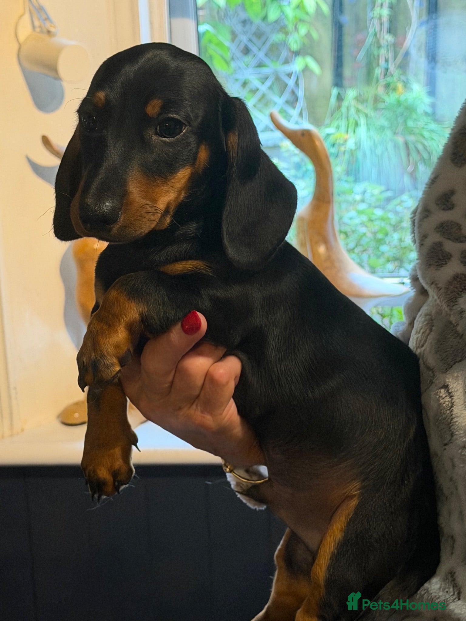 Miniature Dachshund dogs Miniature dachshund  - Advert 4