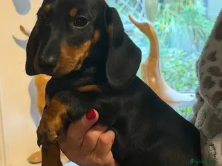 Miniature Dachshund dogs Miniature dachshund - Advert 1