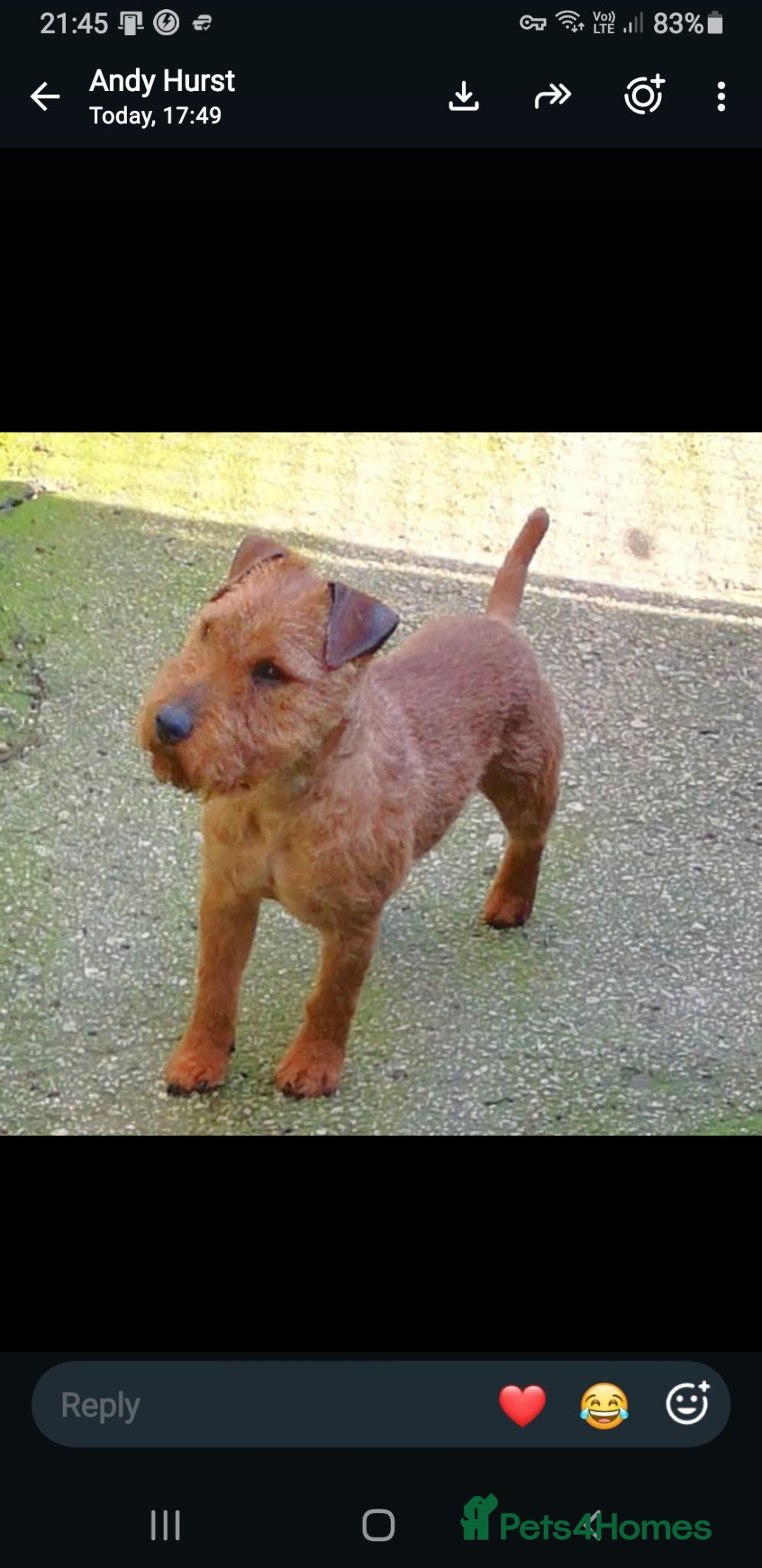 Lakeland Terrier dogs Lakeland type pups  - Advert 1