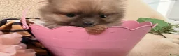 Pomeranian dogs for sale: Teddy bear Pomeranian  **  fluffy Poms  - Advert 10