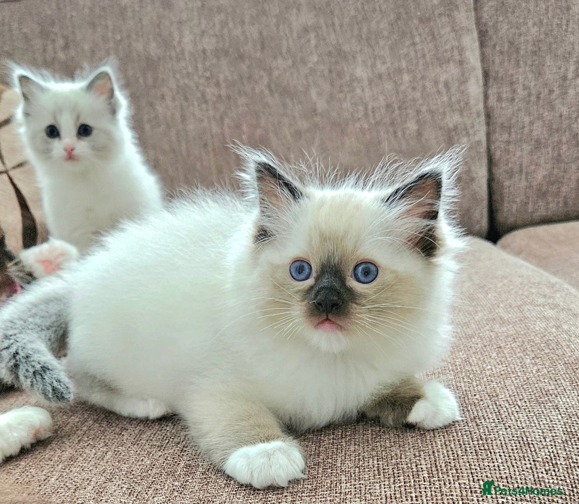 Ragdoll cats for sale: Stunning Ragdoll kittens.  - Advert 5