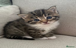 Siberian cats for sale: Five fluffy kittens  - Image 6