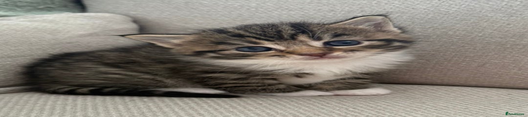 Siberian Kitten 4