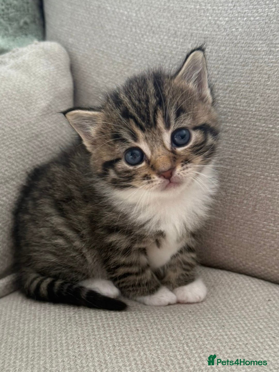 Siberian cats for sale: Five fluffy kittens  - Image 6