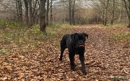 Cane Corso dogs for sale: 5year cane corso female  - Image 5