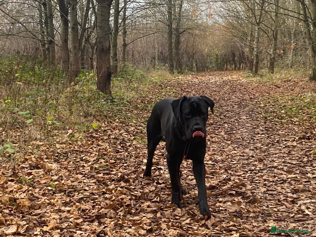 Cane Corso dogs for sale: 5year cane corso female  - Image 5