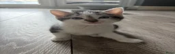 Mixed Breed cats for sale: Three Playful Kittens Looking for Loving Homes - Advert 6