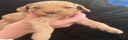 Cockapoo dogs for sale: Cockapoo pups ❤️ in Rhyl - Advert 9