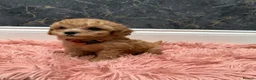 Cavapoo dogs for sale: Stunning Cavapoo Puppies - Advert 2