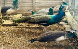 Peafowl poultry for sale: Beautiful Adult Peafowl READY NOW FOR NEW 🏡s - Image 5