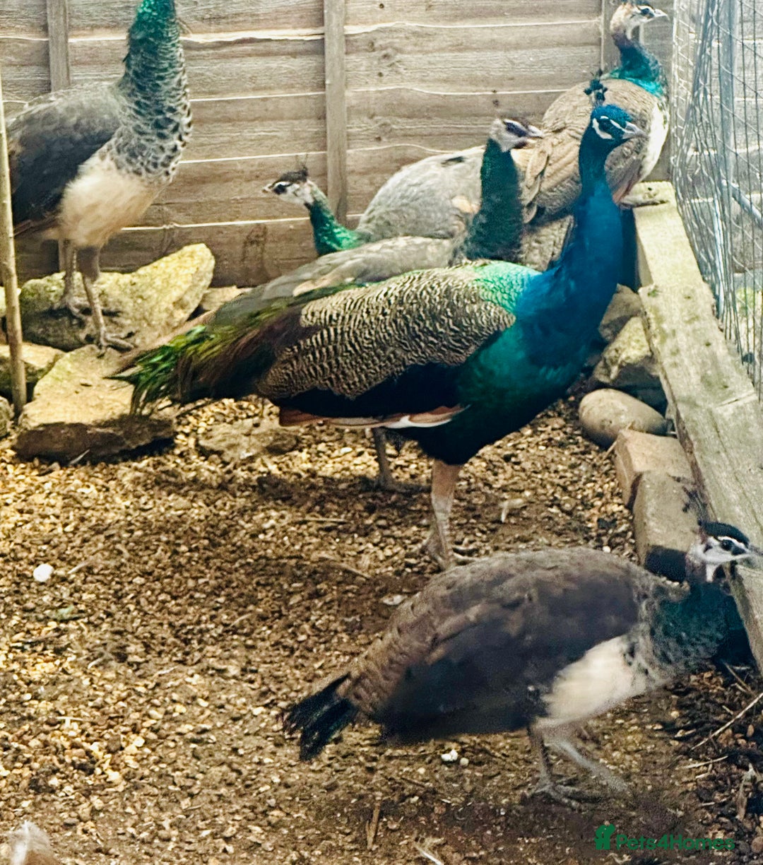 Peafowl poultry for sale: Beautiful Adult Peafowl READY NOW FOR NEW 🏡s - Image 5
