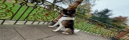 Akita dogs for stud: ***Chico’s finding LOVE… Proven Stud*** in Birmingham - Advert 8
